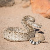 rattlesnake in the dirt