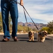 two dogs on a leash