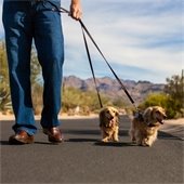 dogs on leash