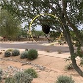 a bee swarm hanging in a tree
