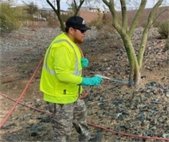person spraying weeds
