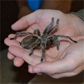 tarantula