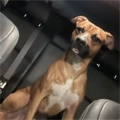 dog sitting in a car