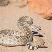 rattlesnake