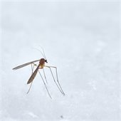 mosquito