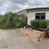 Tree down in a homeowners yard