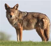 Coyote