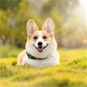 a Corgi sitting in a green field with the sun shining